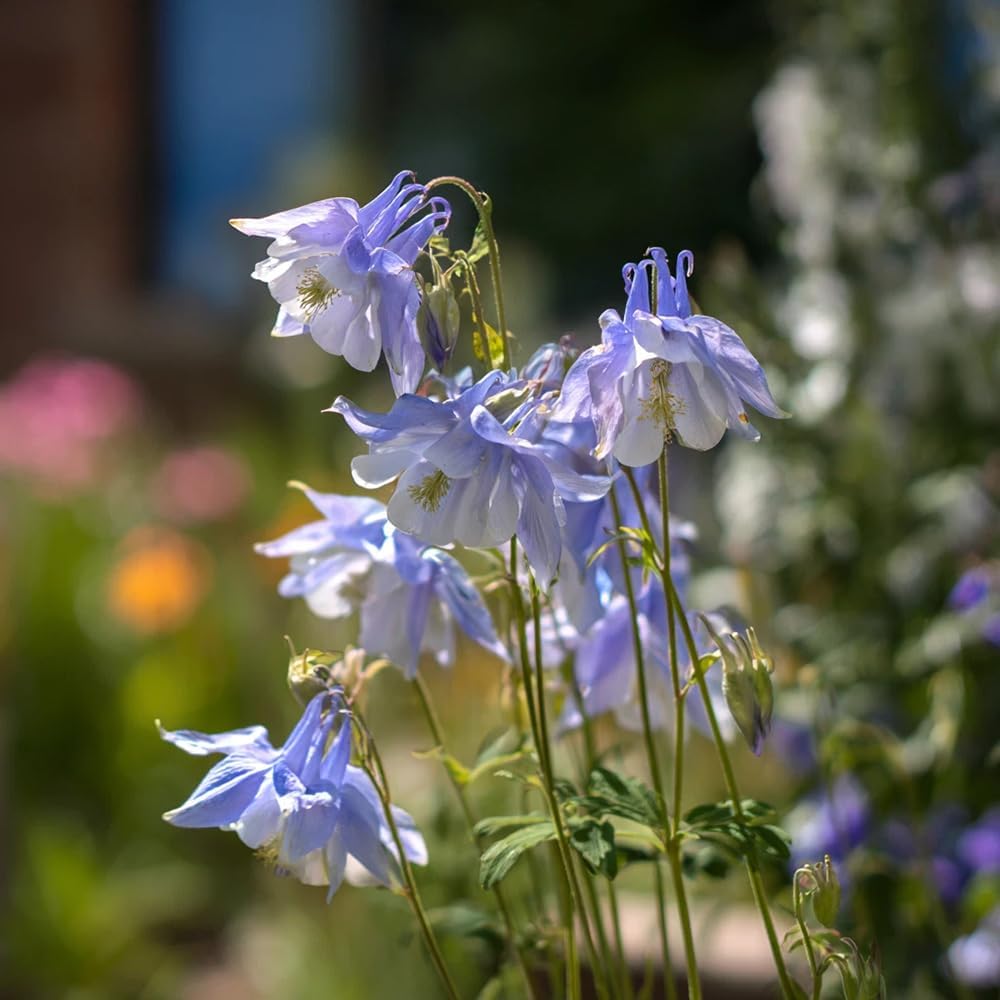 200pcs Blue Columbine Seeds Flowers Low Maintenance Growth Ideal For Busy Home Landscape Gardeners