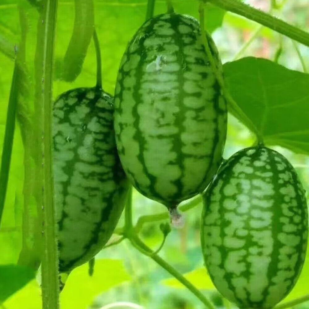 48Pcs Mini Thumb Watermelon Fruit Seeds for Home Garden Outdoor