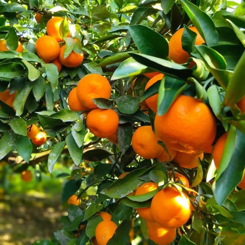 46Pcs Orange Tree Seeds Develop Graceful Tree Structure That Enhances The Overall Aesthetics Of Backyard Areas