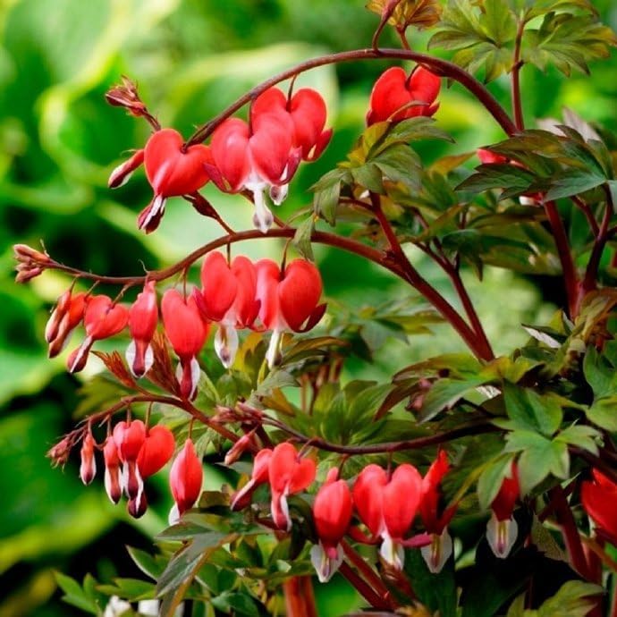 20Pcs Bleeding Heart Seeds Fragrant Low-Maintenance Shade-Loving Perennial for Garden Landscaping