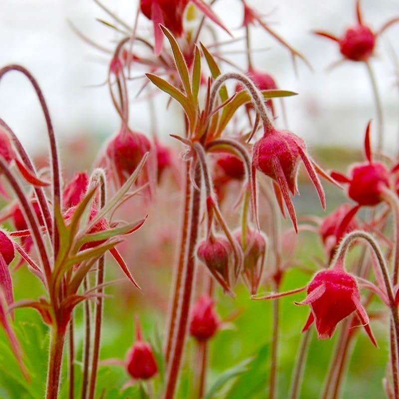 100Pcs Prairie Smoke Seeds perfect for sowing in garden bed margins, rock garden edges and wildflower corner locations