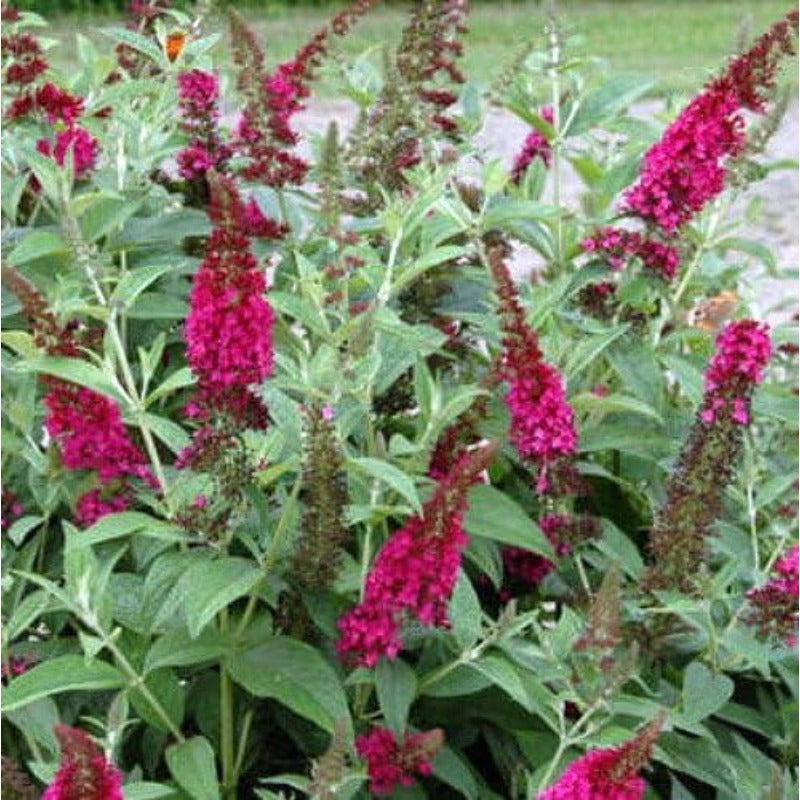 300 Butterfly Bush Seeds Friendly for new gardeners grow into full balanced rounded shrub form with steady seasonal foliage and bloom renewal features