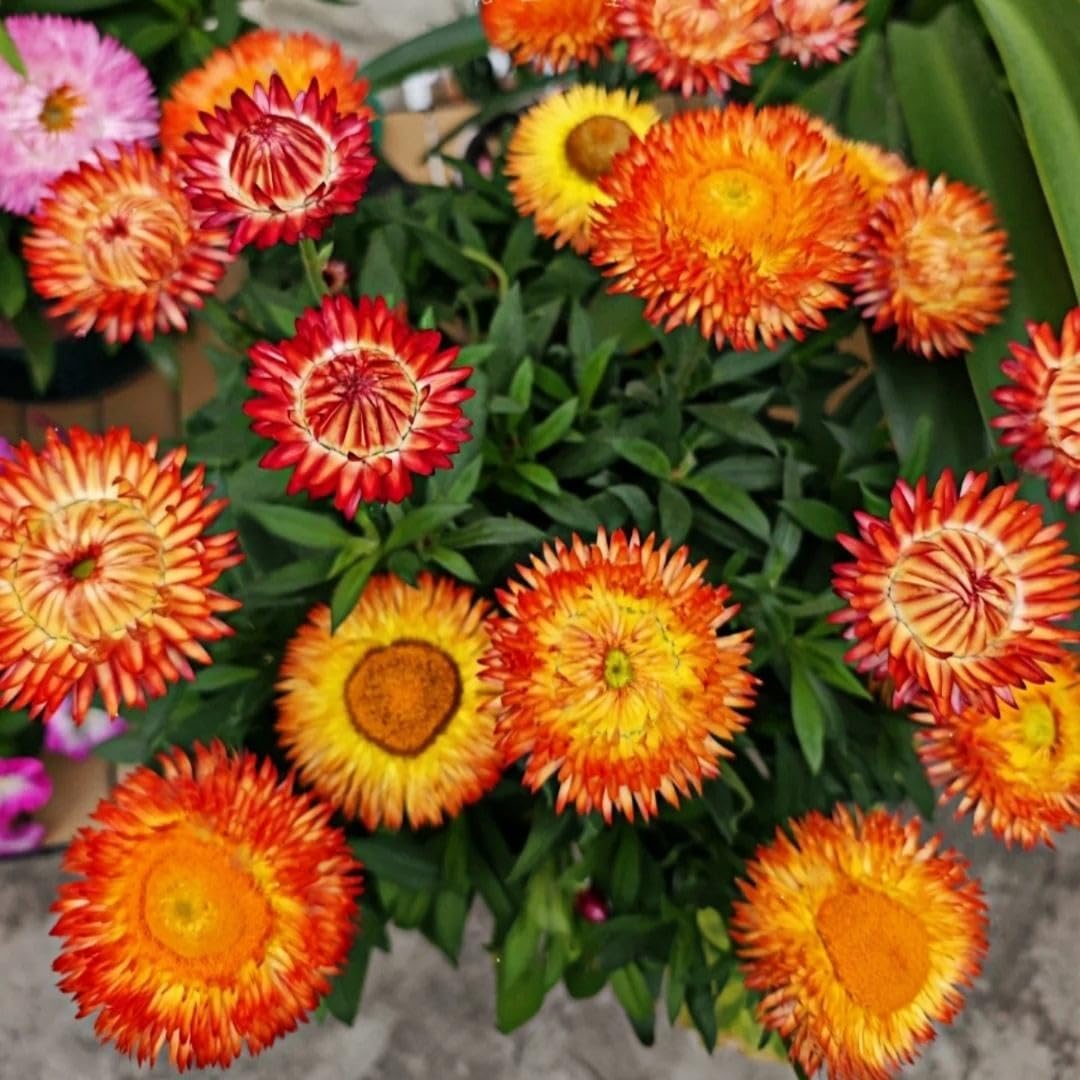 200 Purple Red Strawflower Seeds | Heirloom / Non-GMO