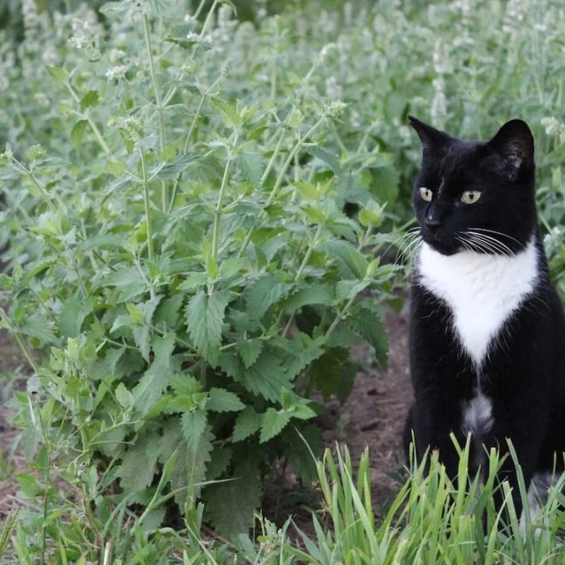 1000pcs Herb Seeds Catnip Seeds Aromatic Foliage Easy To Cultivate For Garden Beds