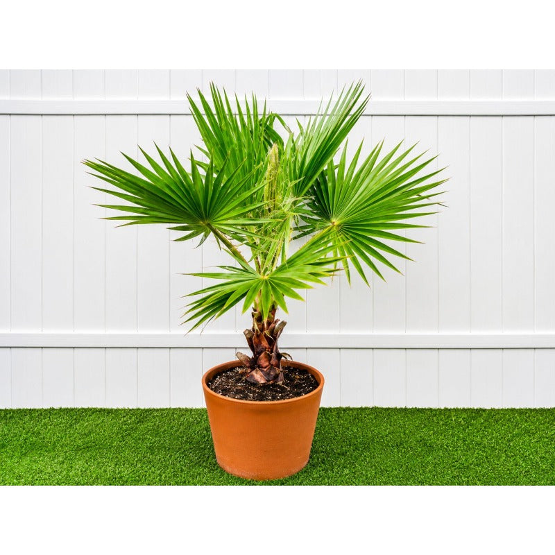 10pcs Tropical Palm Tree Seeds Fast Germination Feathery Fronds with Palm Tree Seeds for Outdoor Planting