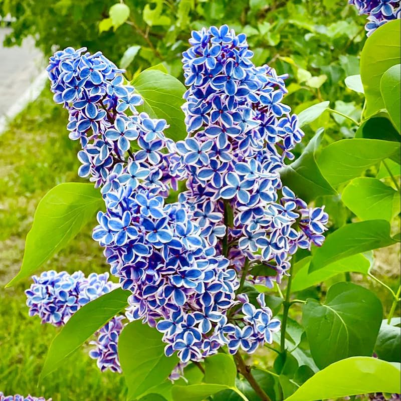 50Pcs Mix Lilac Flower Seeds for Planting- Fragrant Flowers Flower Perennial Bush Bonsai Plants