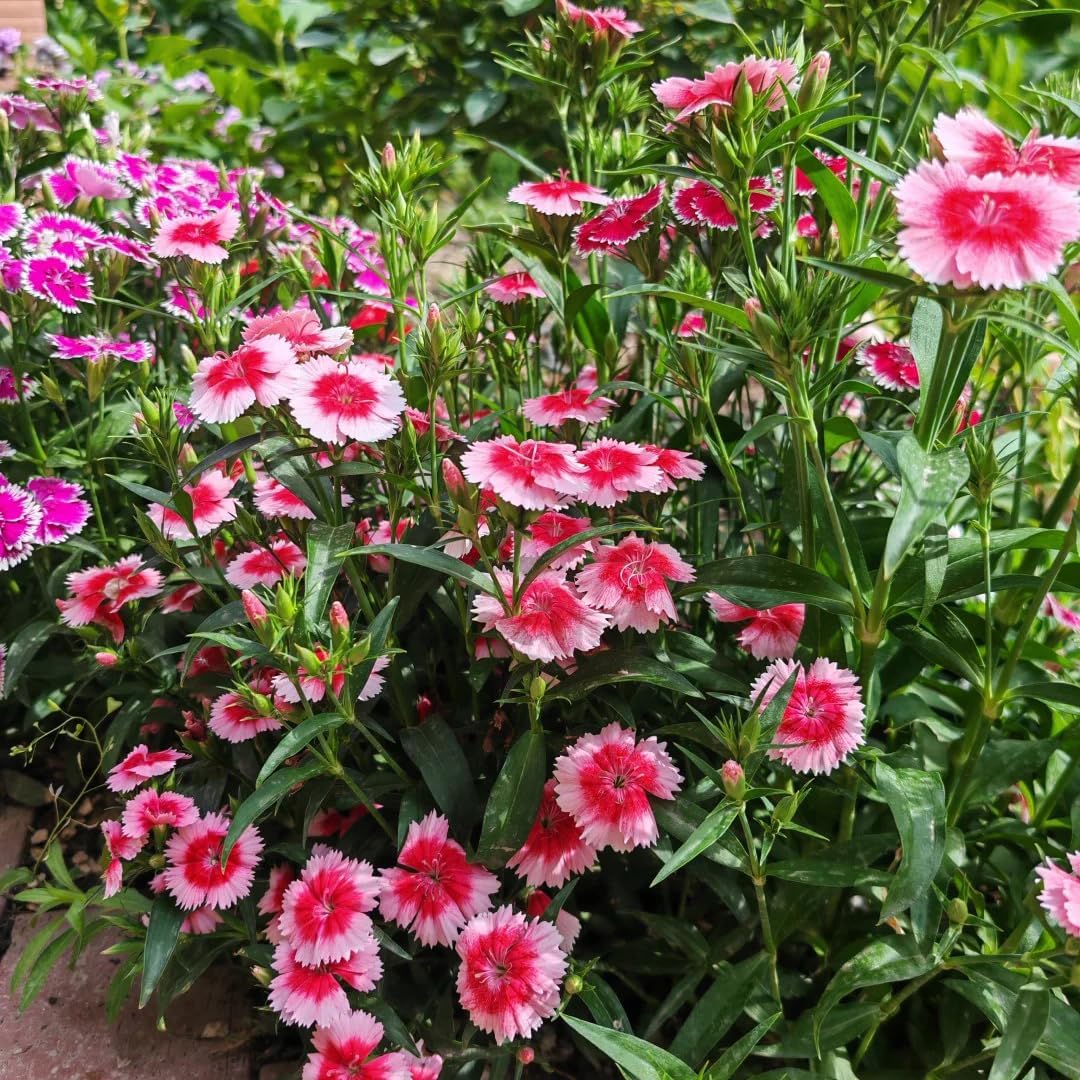 500 Dianthus Seeds for Planting, Perennial Flower Seeds Non-GMO Heirloom Rare Plants, Open Pollinated Beauty Home Garden for Outdoors
