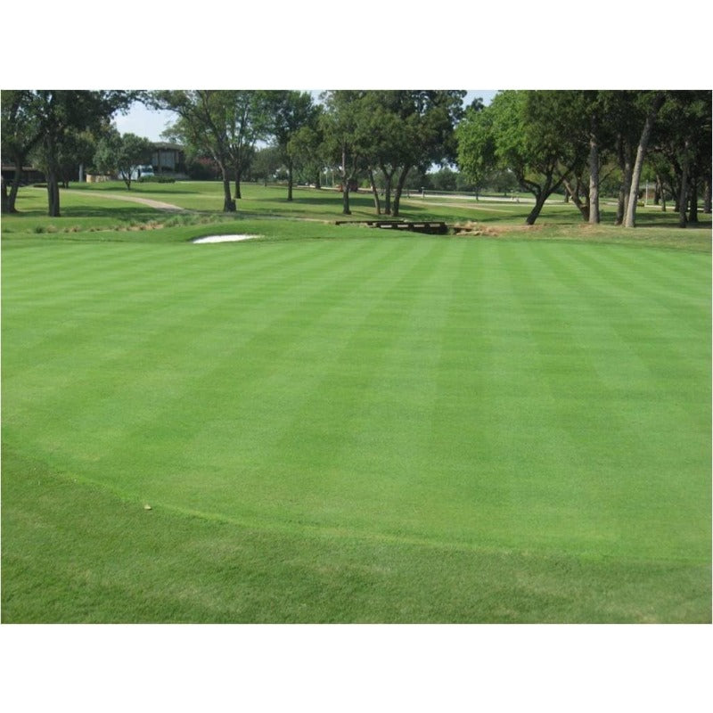 500Pcs Beginner Friendly Grass Seeds withstand mild wind and temperature fluctuations in open residential environments