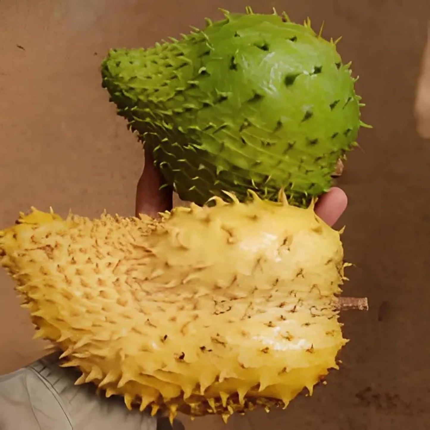 10Pcs Soursop Pawpaw Seeds Simple To Grow Resists Mild Stressful Warm Weather Conditions