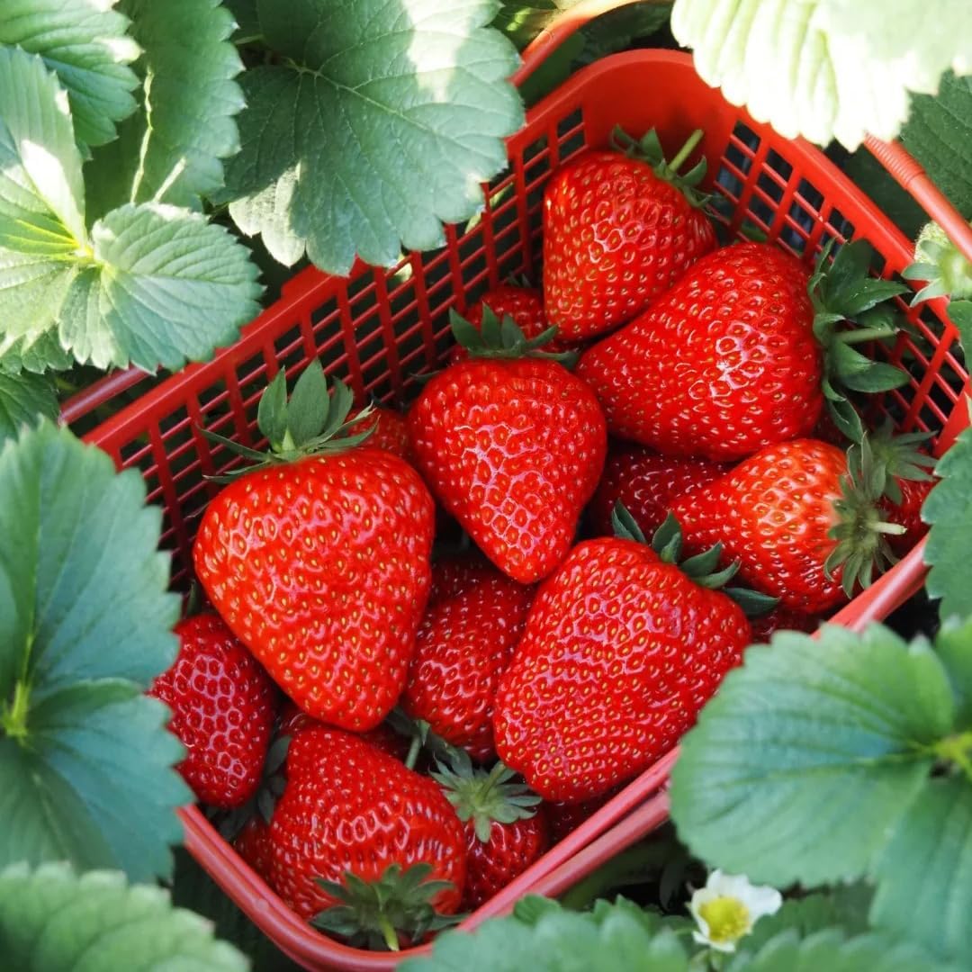300Pcs Strawberry Seeds for Planting Heirloom Non-GMO Hardy Home Garden Extra-Sweet Fruits Plants for Outdoors