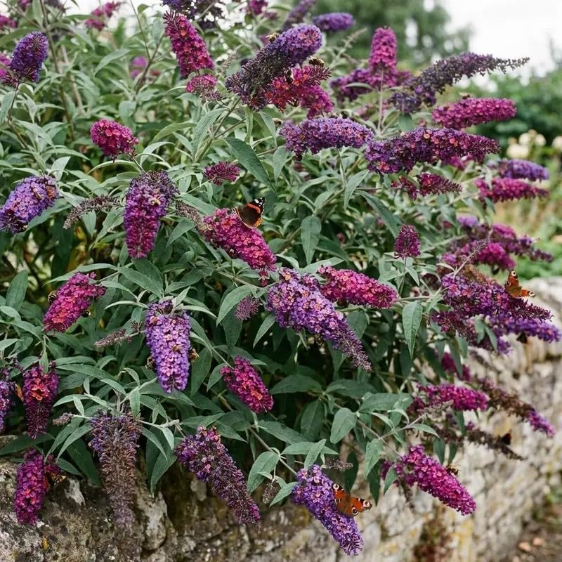 300 Butterfly Bush Seeds - Fragrant Mixed Flower Seeds for Planting - Attracts Pollinators, Butterflies, and Hummingbirds - Perennial Summer Seeds for Home Garden Landscape