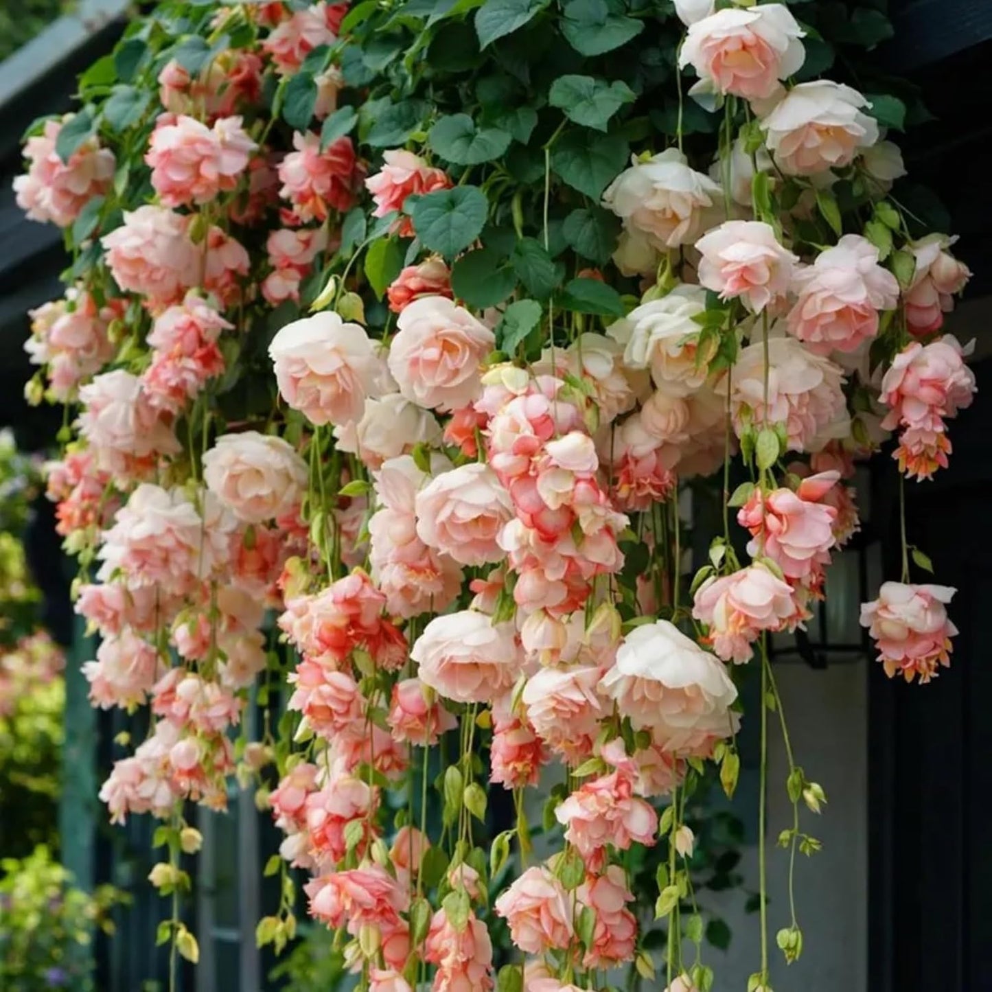 300pcs Hanging Begonia Seeds, Fragrant Blooms, Easy Grow Perennial Ornamental, for Indoor Outdoor Garden