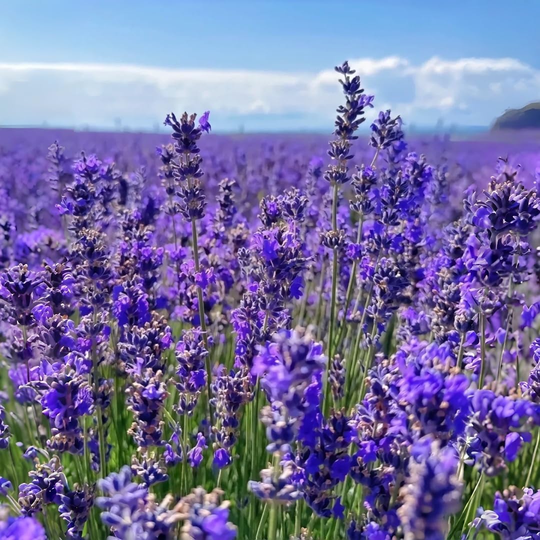 1000 PCS Lavender Flower Seeds for Planting, Fragrant Purple Lavender Seeds for Outdoor Garden