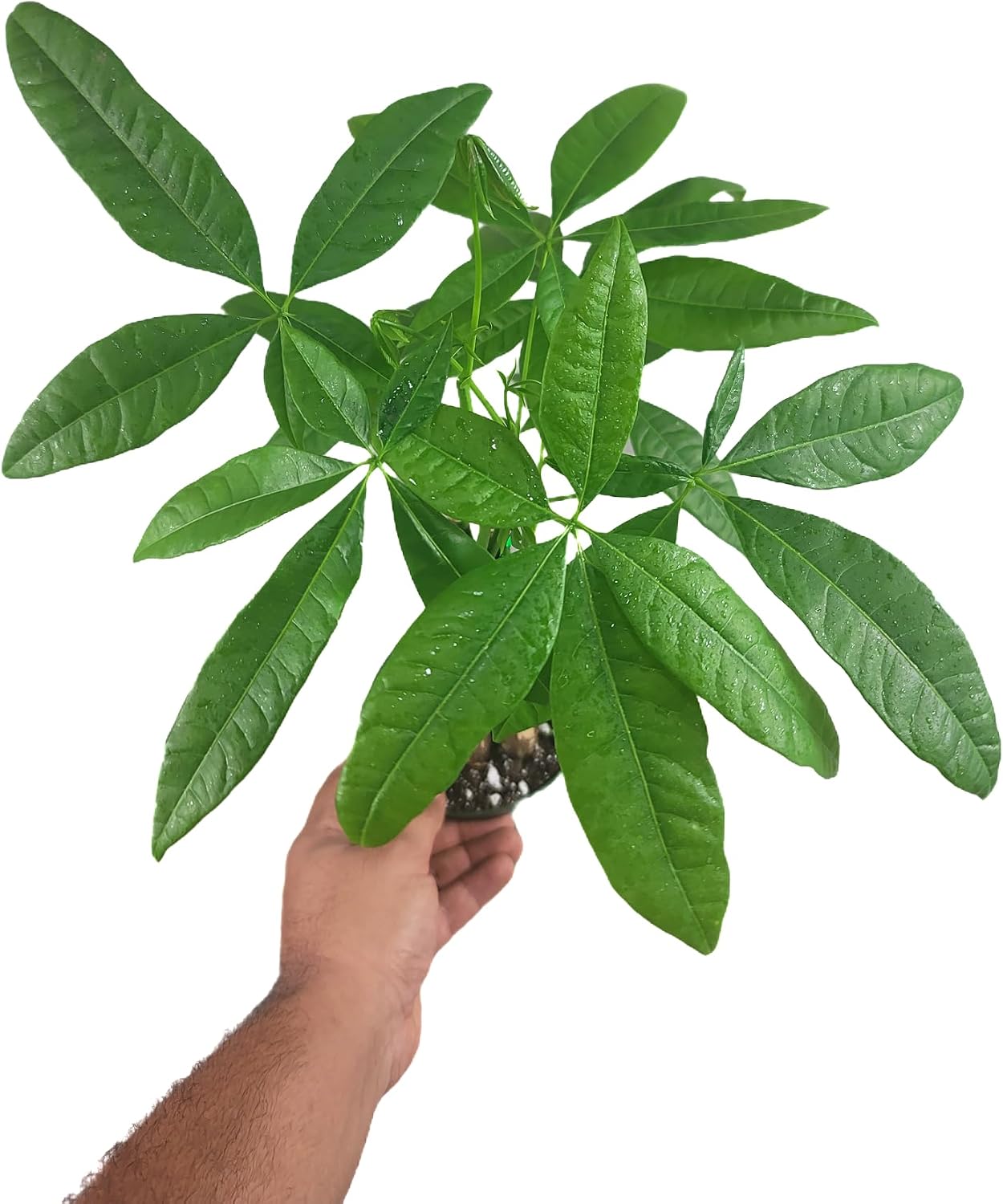 80Pcs woven Lucky Money Tree Seeds For Air Purifying Plant