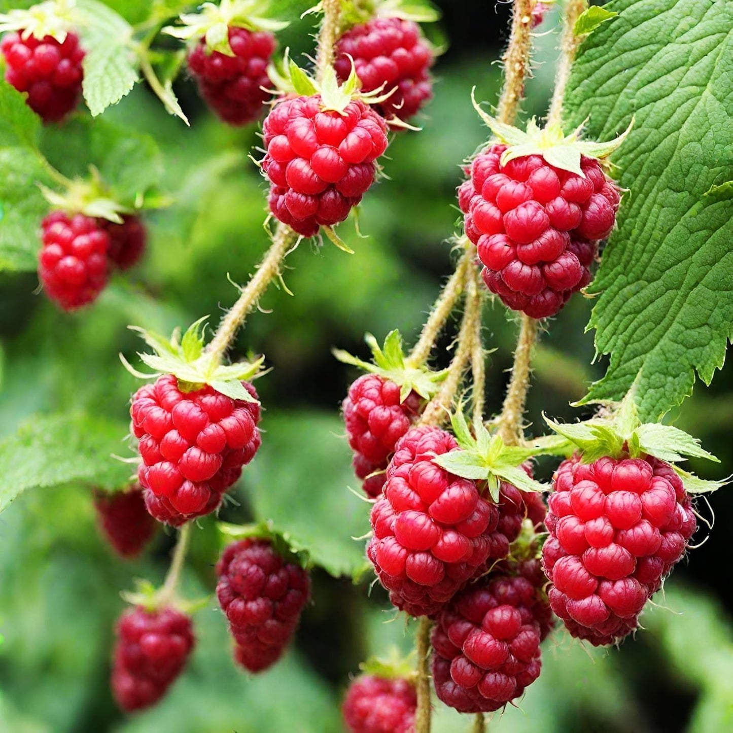 87Pcs Raspberry Seeds Potted Greenery Easy To Cultivate For Balcony Decor