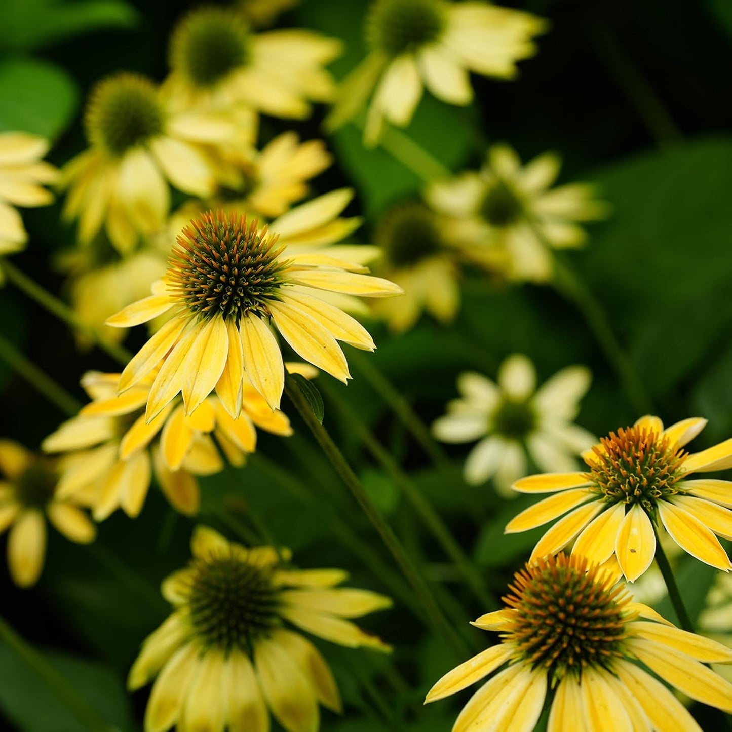 200pcs Perennial Hardy Double ConeFlower Seeds Plants, Non-GMO Heirloom Hummingbirds Open Pollinated Flowers for Home Garden Outdoors