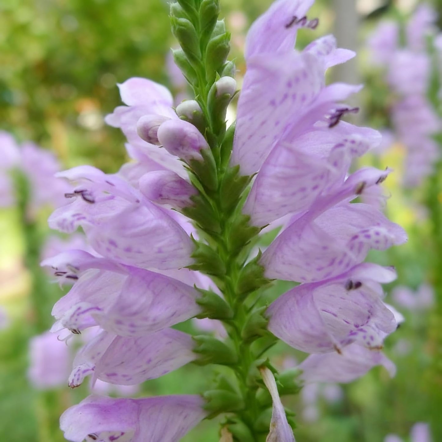150pcs Obedient Plant Seed for Planting, Mixed Perennial Flower Plants, Non-GMO Heirloom for Home Garden