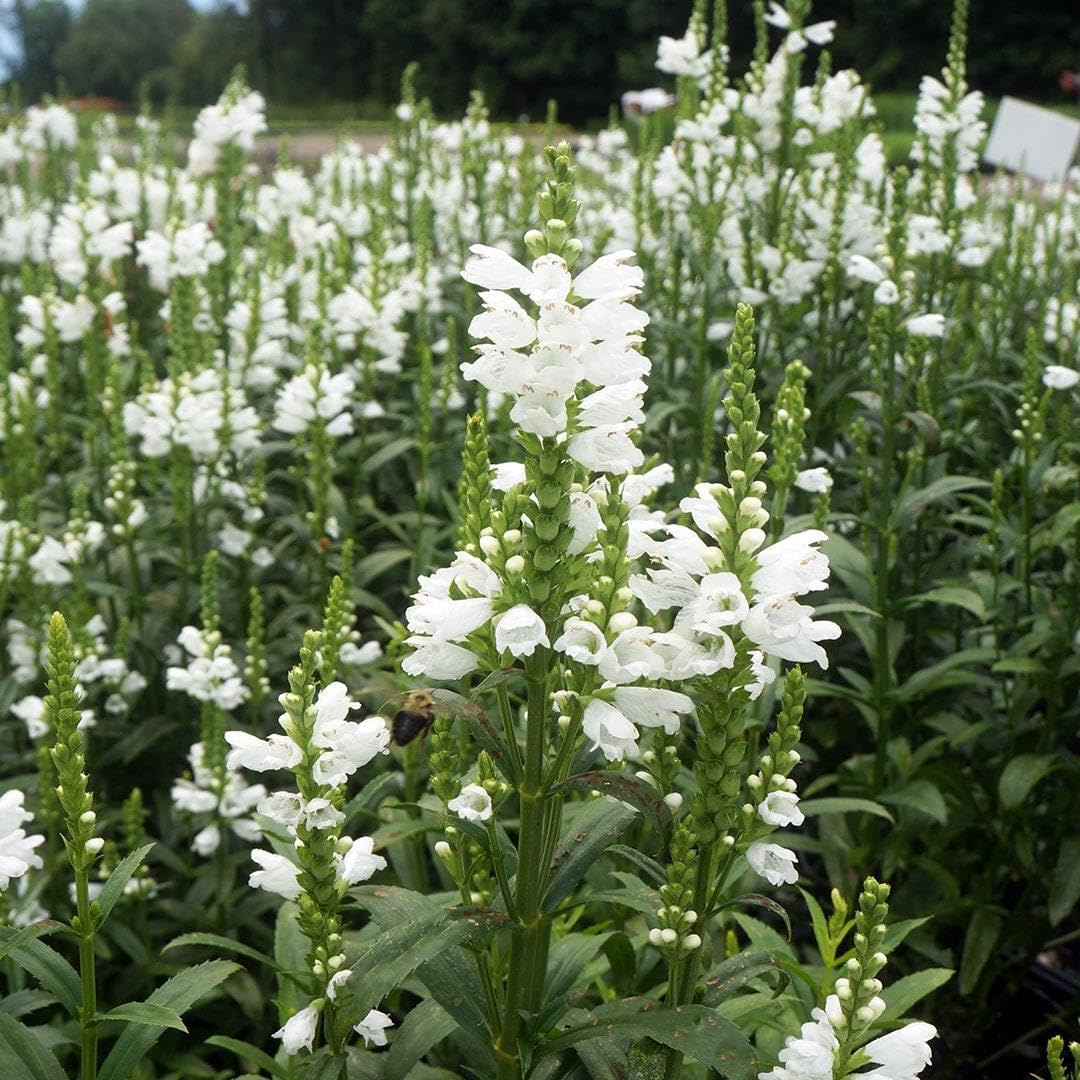 150pcs Obedient Plant Perennial with Pink to Lavender Flowers Attracts Pollinators Garden Border Plant