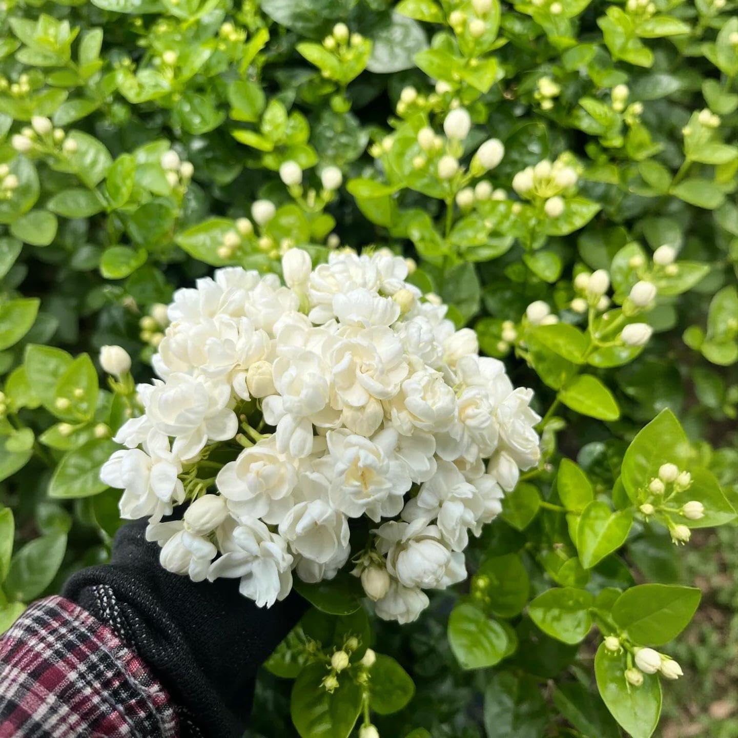 90Pcs Gardenia Seeds Fragrant Perennial Climbing Vine Shrub Bush for Indoor Outdoor Home Garden