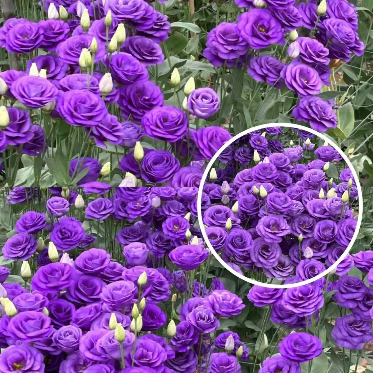 100pcs Lisianthus Seeds for Cut Flower Gardens Annual for Growing Rose-Like Blooms on Long Stems for Bouquets, Borders and Containers, Ideal for Floral Arrangements