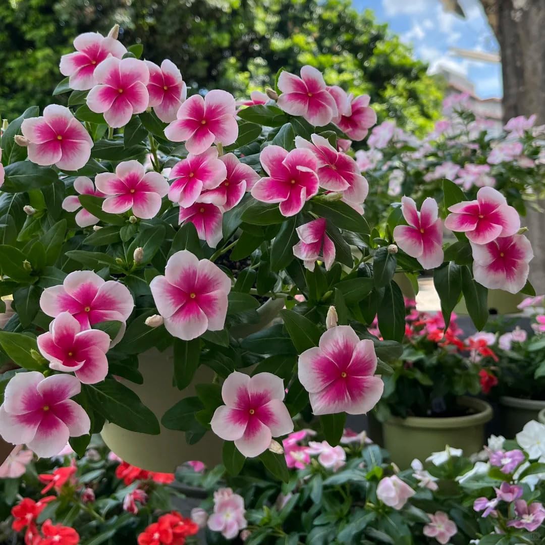 Perennial Vinca Periwinkle Flower Seed, 100pcs Mixed Vinca Periwinkle Flower Seeds, Ground Cover Seeds for Home Garden and Outdoor
