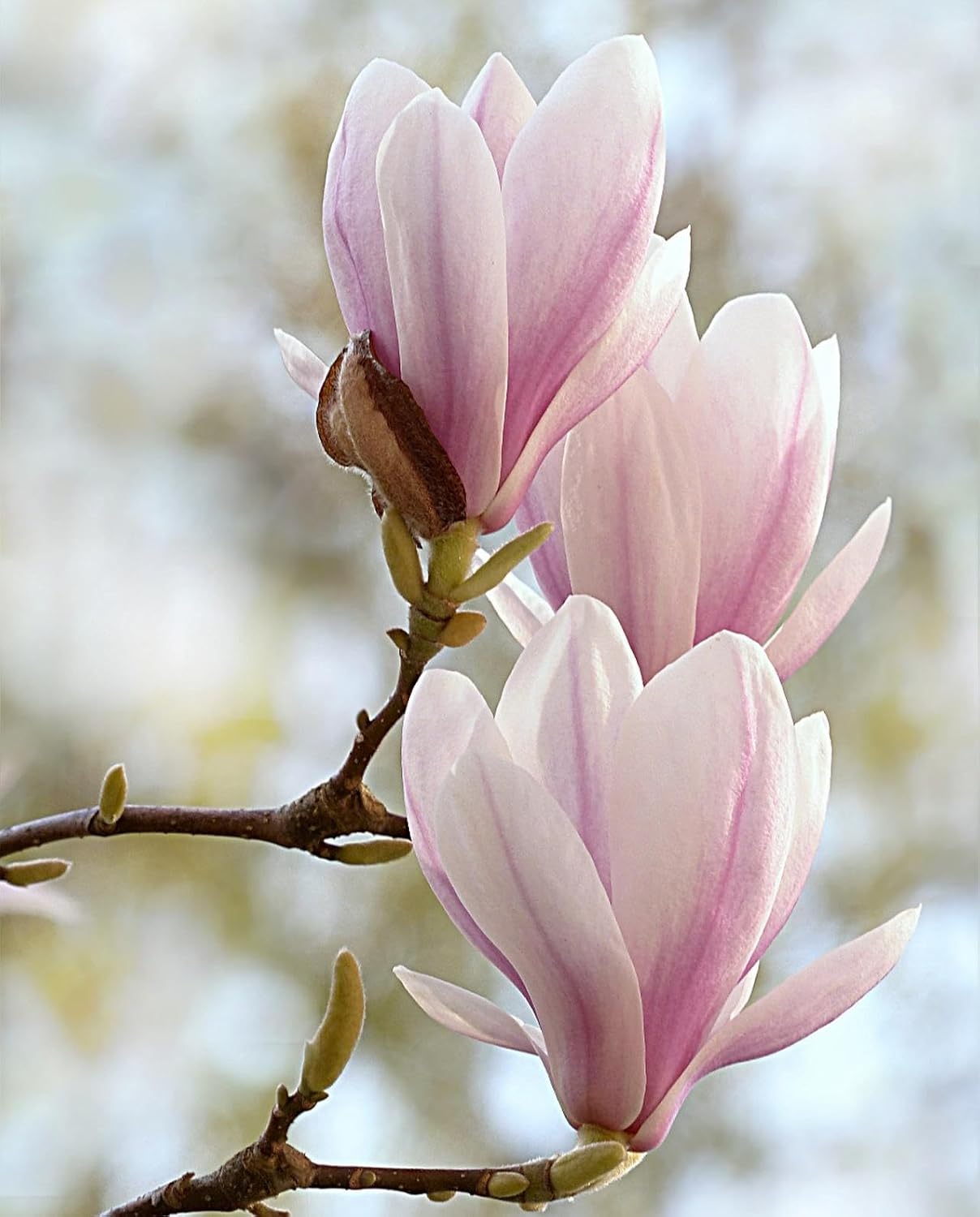 30pcs Magnolia Seeds for Planting - Perennial Yulania Magnoli Denudata Flower Tree, Fragrant Heirloom White Blooms for Home Garden Outdoor