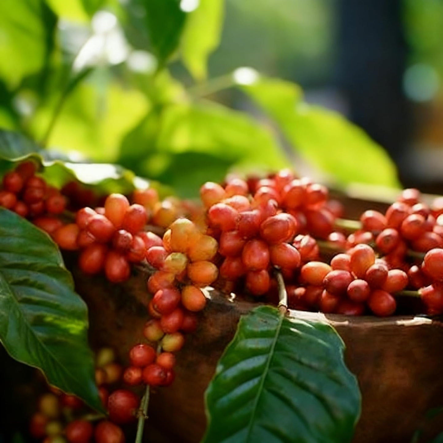 29Pcs Perfect For Simple And Enjoyable Growing Coffee Seeds Easy To Grow For Home Hobbyists