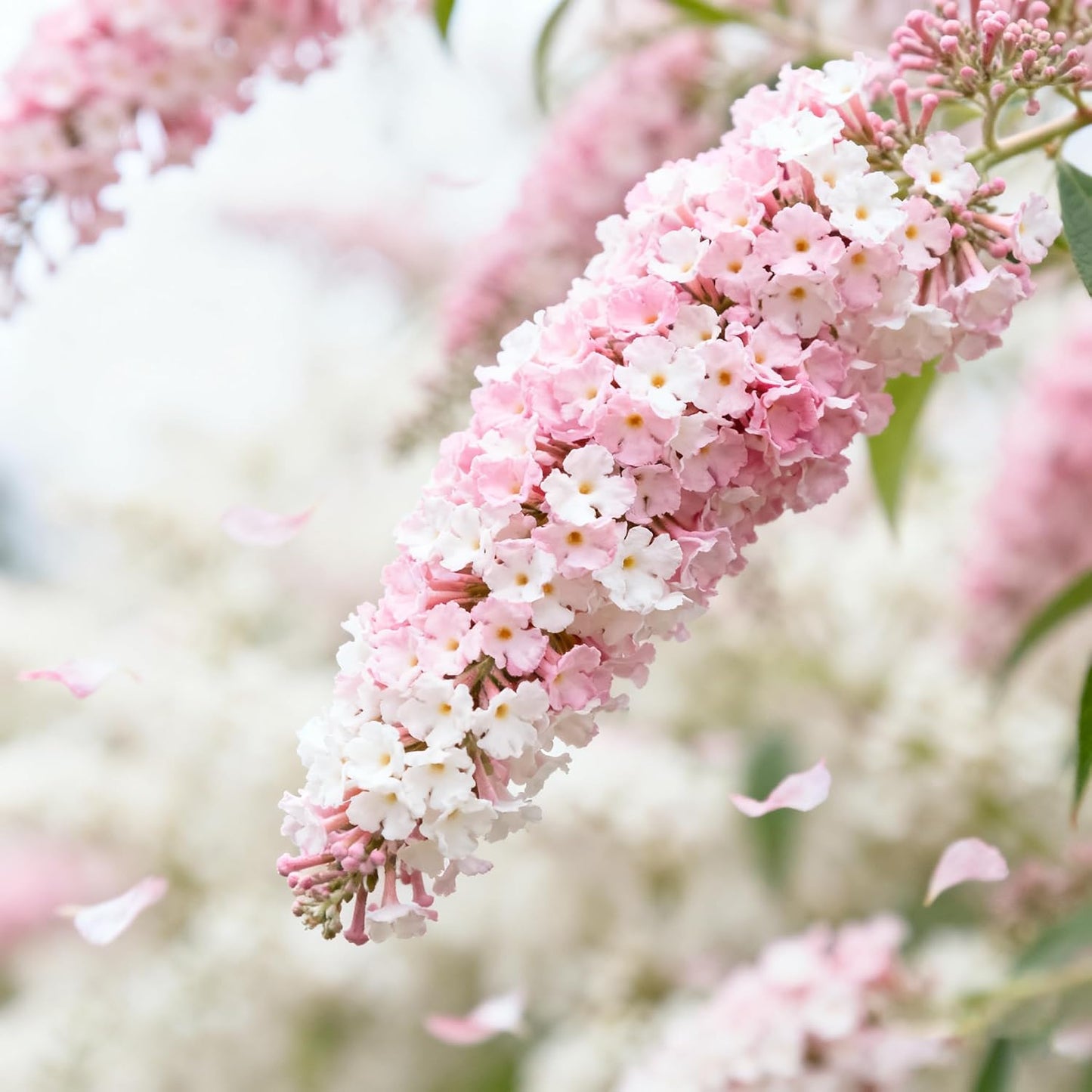 290Pcs Butterfly Bush Seeds Easy to Maintain ideal for long term fixed planting in yard scenic areas and garden landscape spaces