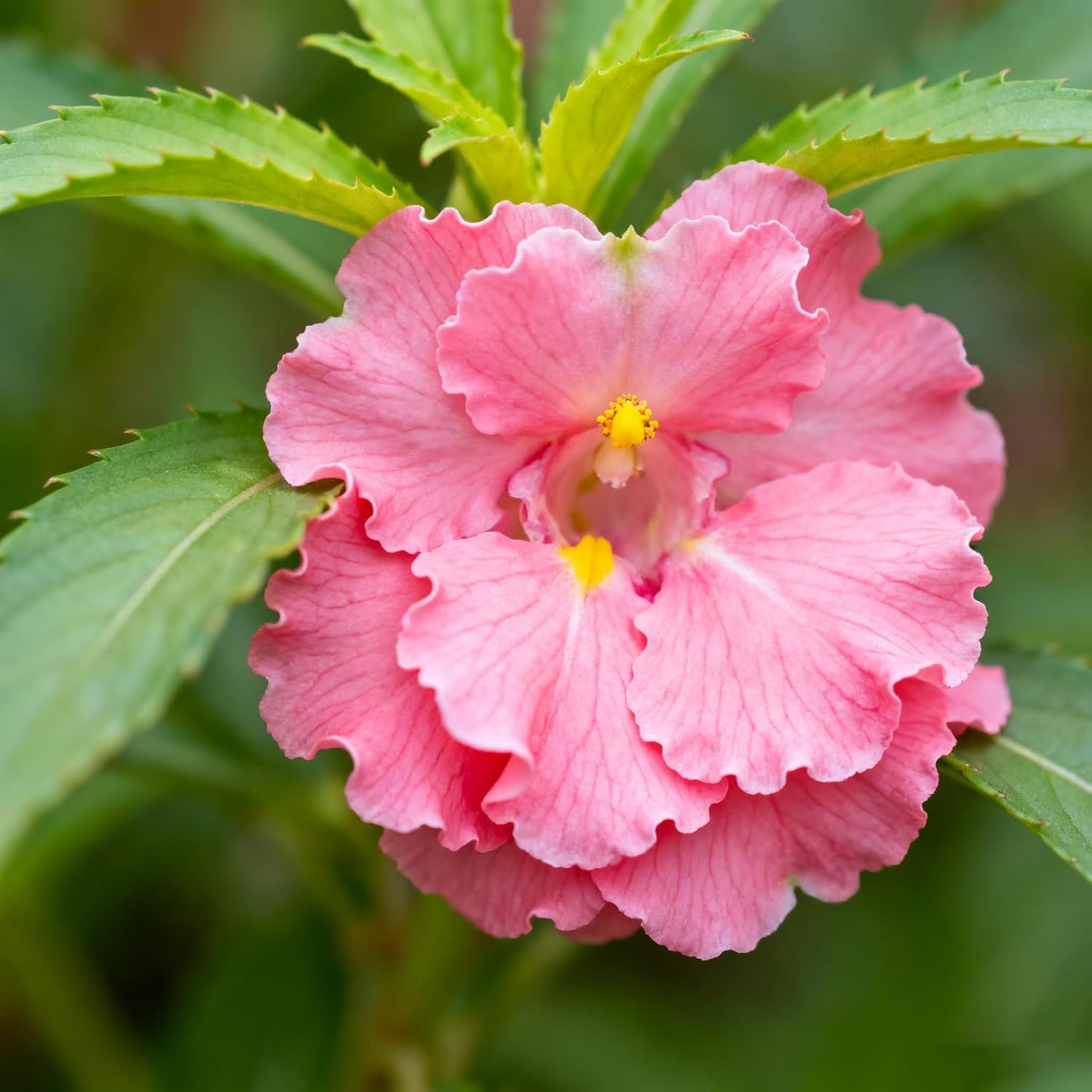 100pcs Mixed Color Impatiens Seeds, Perennial Impatiens for Ornamental Garden Potted Bonsai Indoor