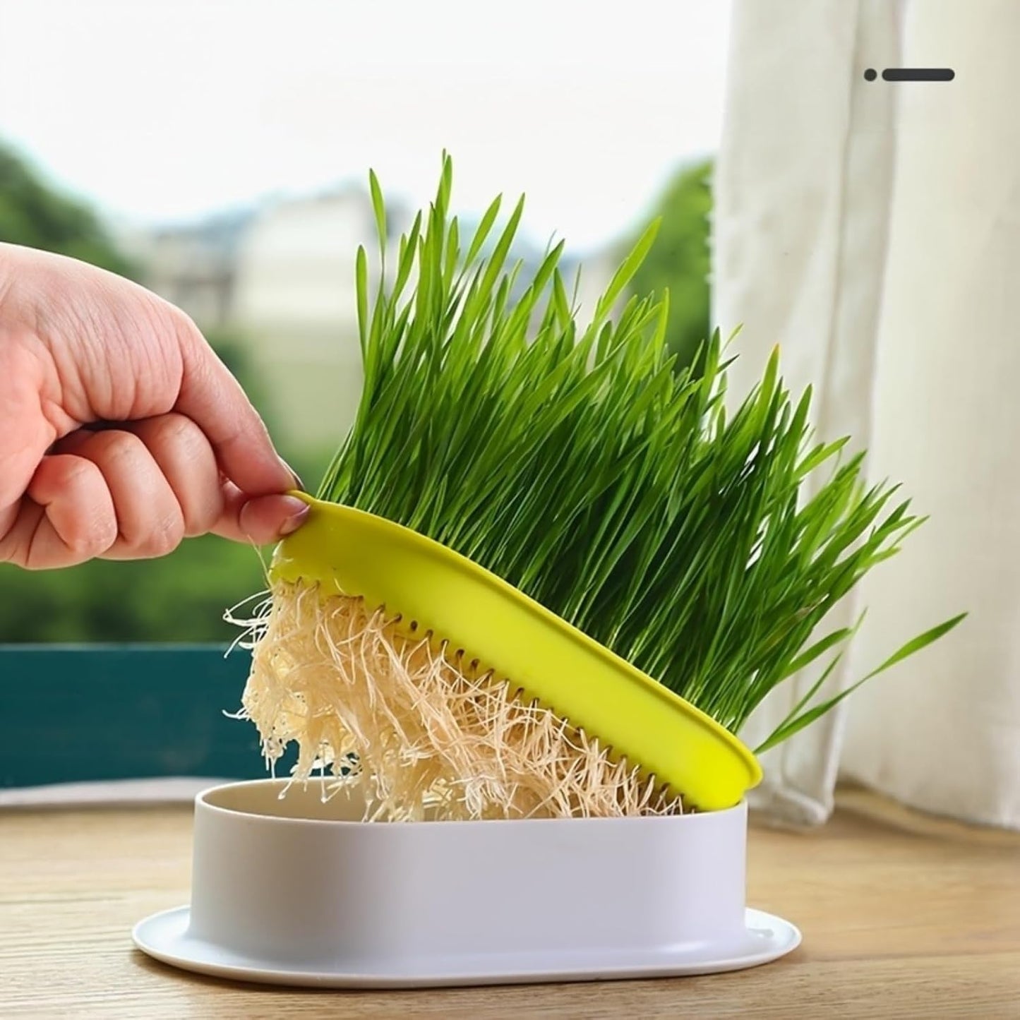 100Pcs Cat Grass Seeds Easy to Sow and Grow great for small containers, desktop planters and household indoor cultivation layout