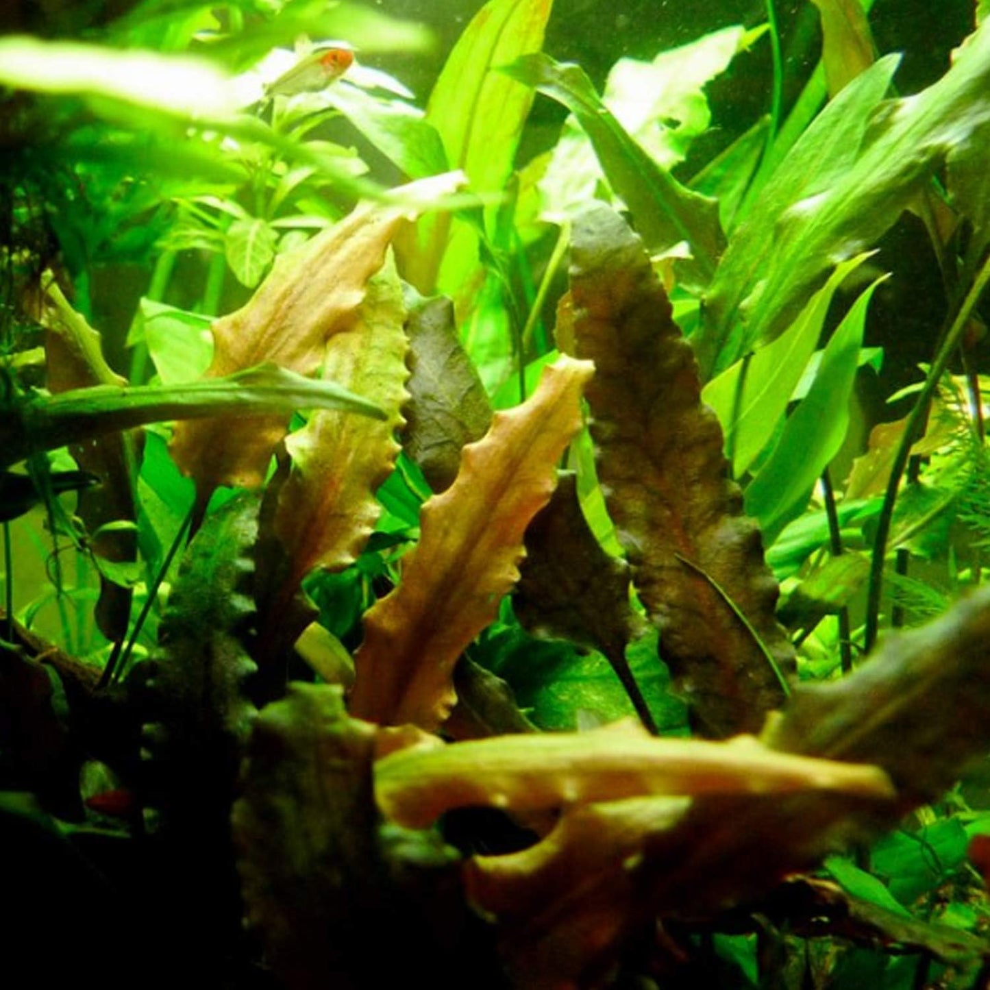 2000Pcs Beginner Friendly Aquarium Seeds thrive steadily in common aquatic substrate with strong adaptability to long term enclosed water environment changes