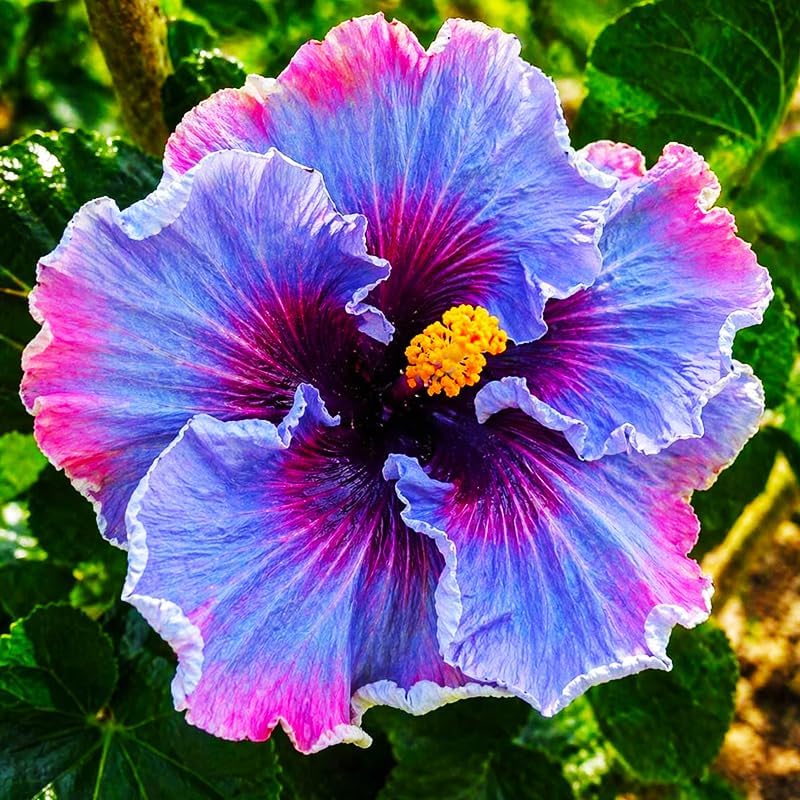 100Pcs Exotic Hibiscus Seeds for Planting - Perennial Flower for Home Garden