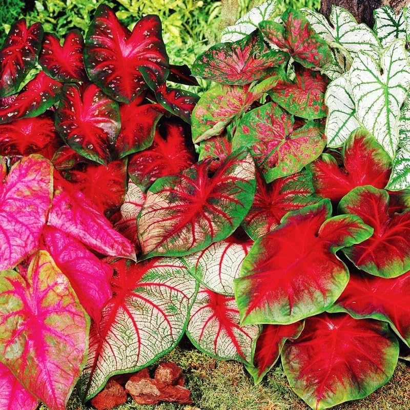 100Pcs Mix Caladium Bicolor Seeds for Planting Shade Loving, Heat Tolerant, Perfect for Containers & Indoor Decor