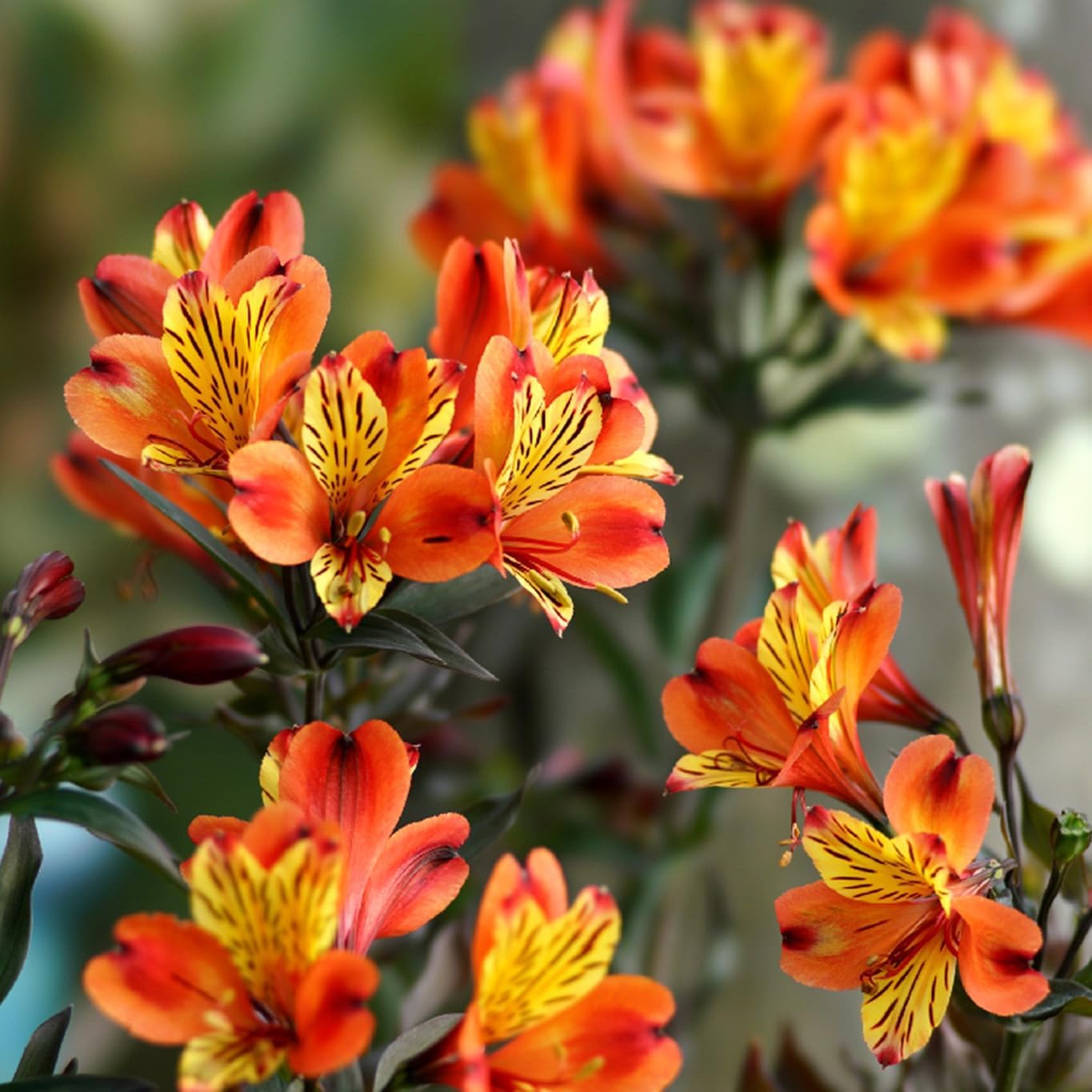 100pcs Lily Seeds for Planting, Mixed Perennial Flowers Seeds, Non-GMO Heirloom Alstroemeria Seed for Home Garden Outdoor