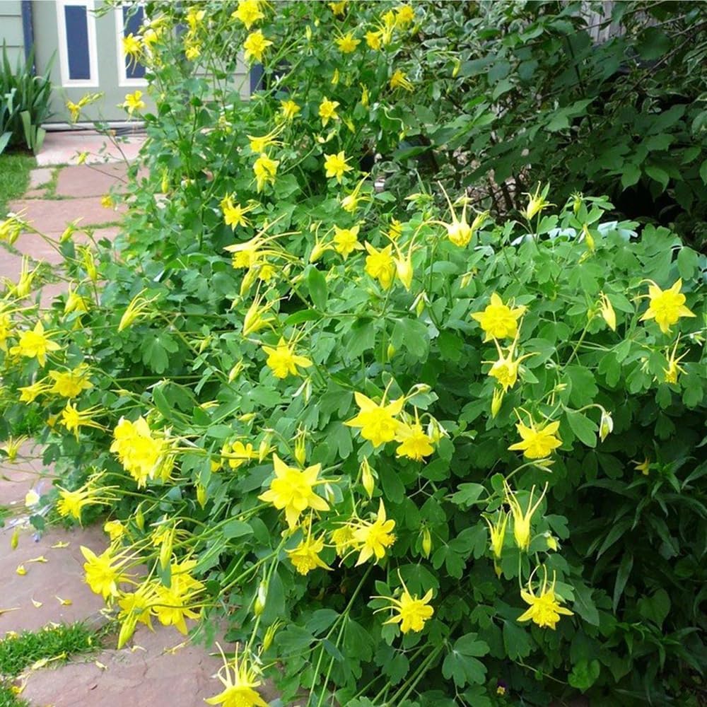 200pcs Yellow Columbine Flower Seeds Non GMO Heirloom, Perennial for Planting Shade & Woodland Gardens Outdoors