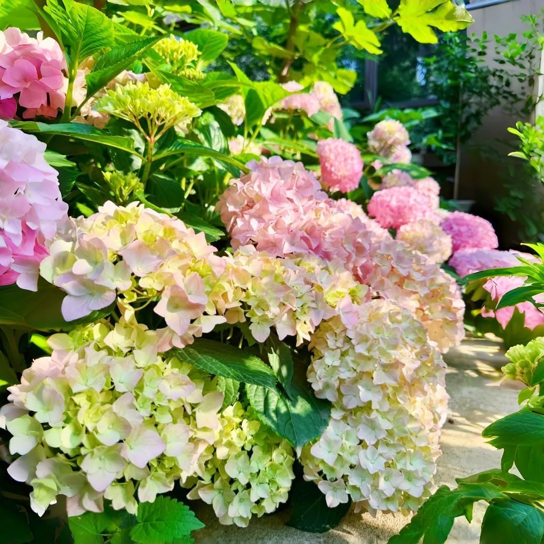 Hydrangea Seeds for Planting 45pcs Large-Bloom Perennial Shrubs – Beautiful Pink Flowers for Garden Beds, Borders & Landscaping