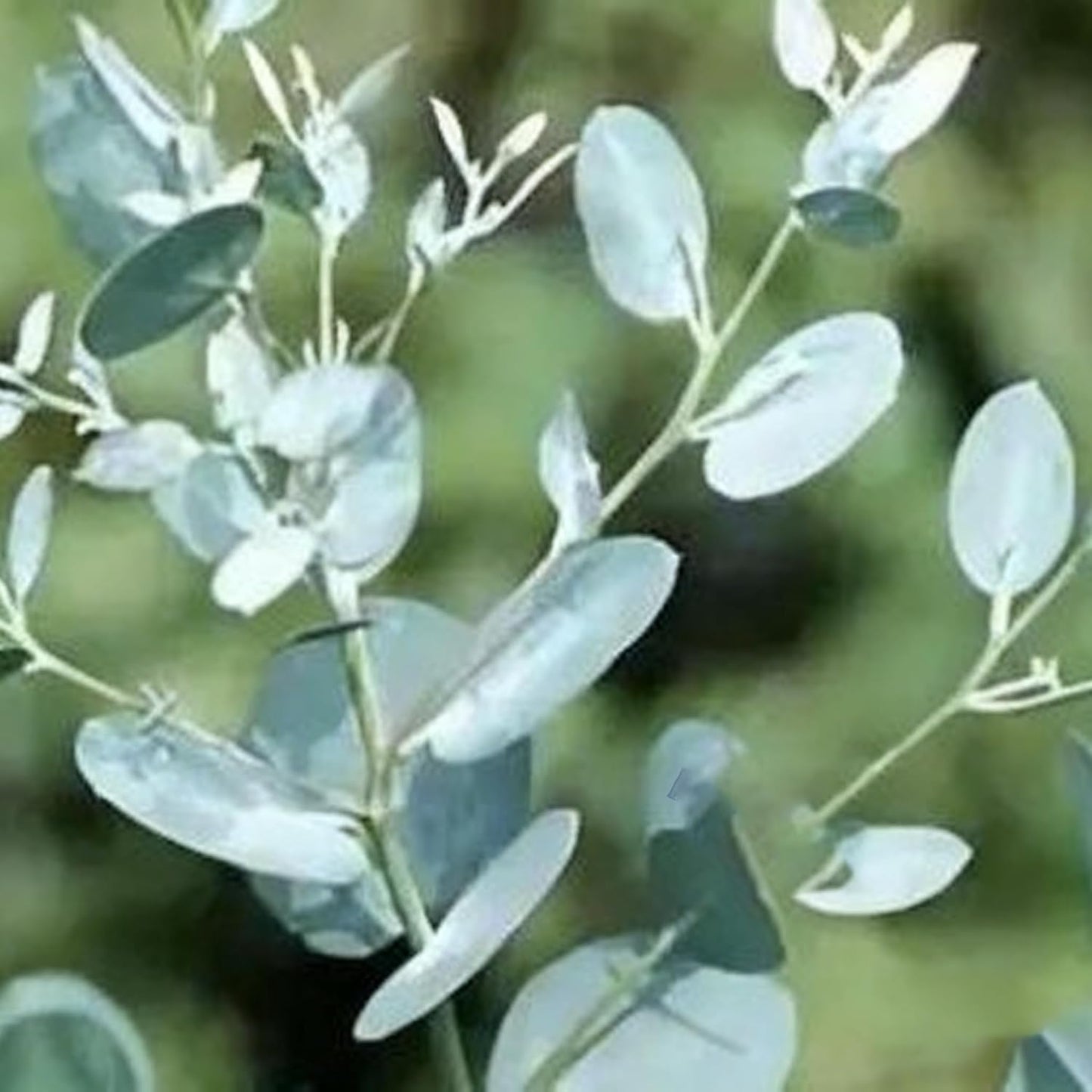 100Pcs Eucalyptus Seeds Simple to Cultivate form tall dense branching structure for natural yard privacy and backdrop embellishment