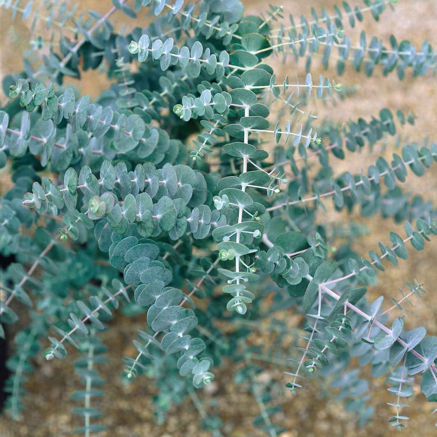 98Pcs Aromatic Eucalyptus Tree Seeds Heirloom Evergreen Plant, Quick Germination, Fragrant Silver-Green Foliage, Cold Tolerant, Perfect for Outdoor Landscaping & Indoor Drying