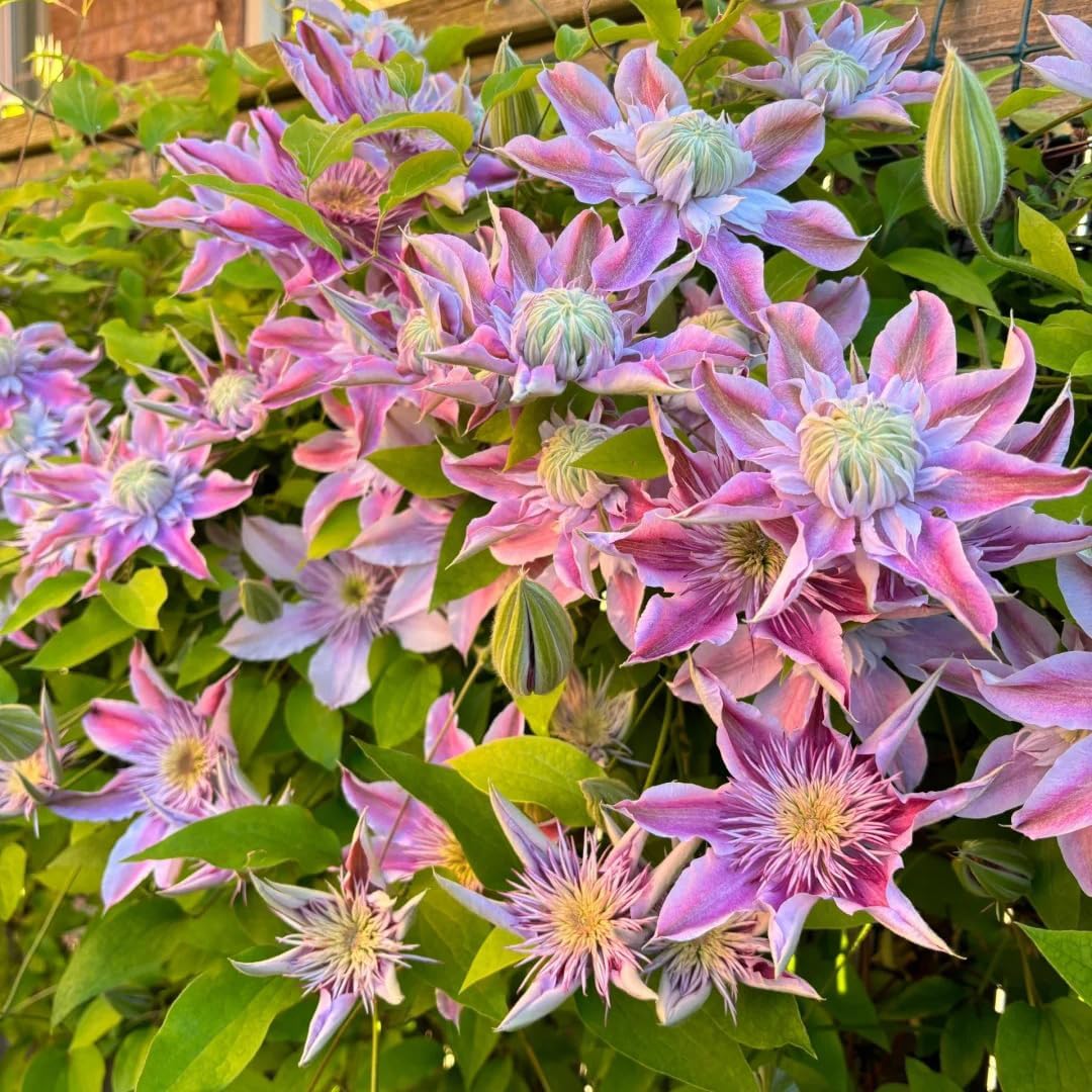 100 Clematis Seeds for Planting, Climbing Clematis Vine Non-GMO Seed, Perennial Flower Seed for Outdoor Home Garden