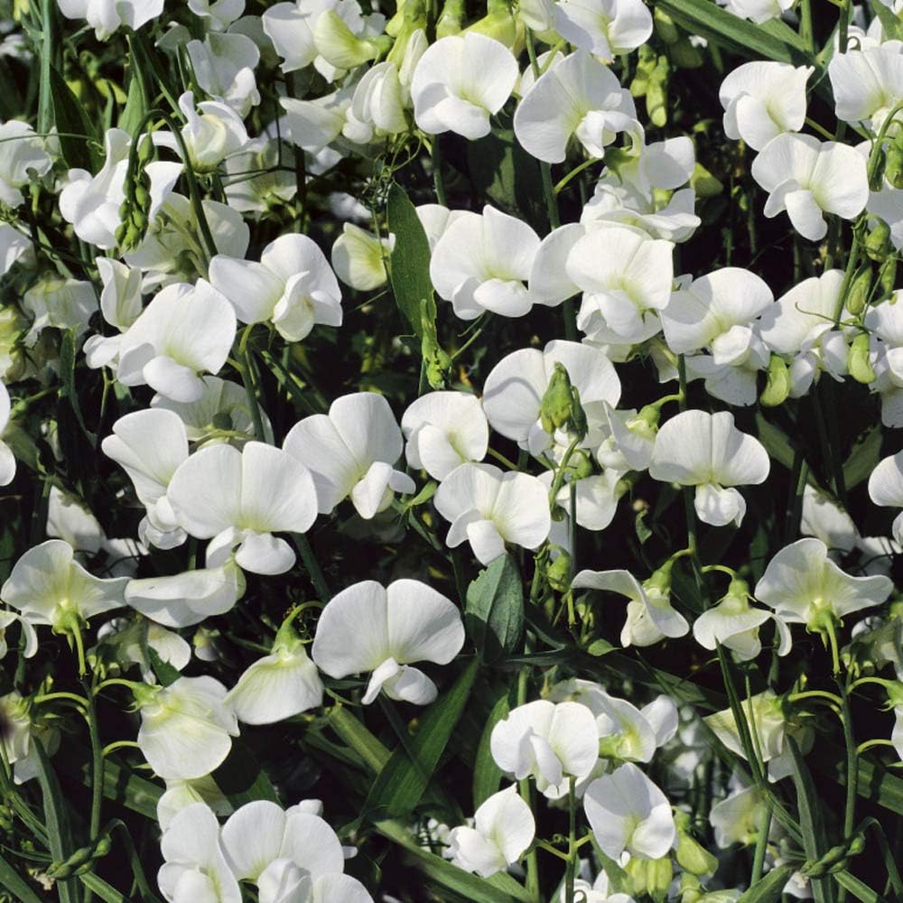 White Sweet Pea Seeds 40Pcs Perennial, Easy to Grow, Vine Seeds for Planting Fragrant, Long-Lasting Flowers with Free-Flowering Habit & Tall Size for Vertical Gardens