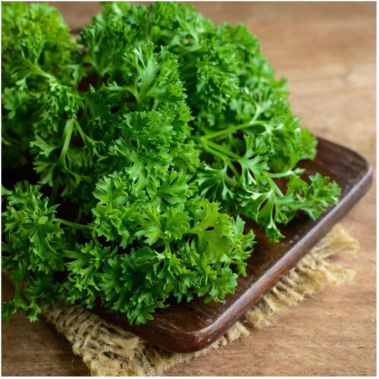 500pcs Curly Leaf Parsley Seed for Planting - Non-GMO Heirloom Grow a Kitchen Herb Garden - Indoor or Outdoor