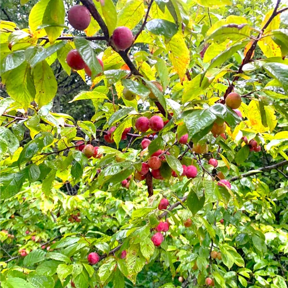 10Pcs Wild Plum Trees Fruit Seeds for Planting Outdoor-Perennial Native Prunus Seeds Non-GMO Heirloom Fruit Trees Seed for Home Outdoor Garden