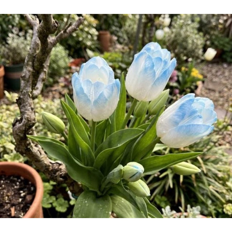 200pcs Ice Blue White Tulip flower seeds Sky Blue Bloom