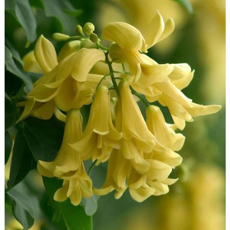 200Pcs Ideal for novice planting Golden Wattle Seeds build impressive ornamental corners in private large outdoor areas