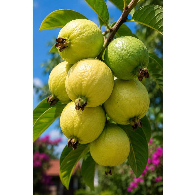 99Pcs Pink Guava Seeds Red Guava Fruit Garden Seeds