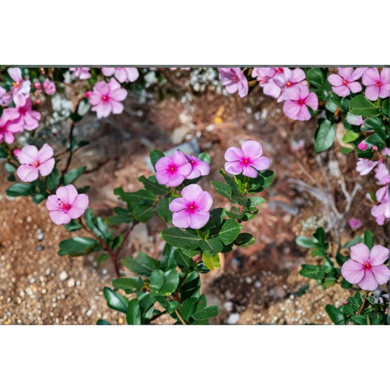Madagascar Periwinkle- 100 Seeds Rosy Periwinkle Flower | Heat & Drought-Tolerant Annual