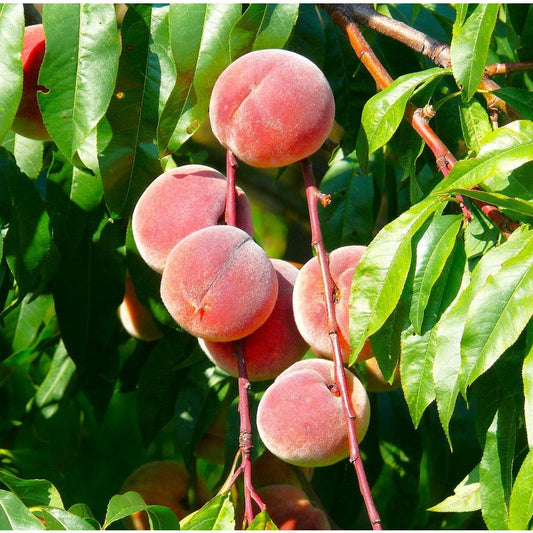 10Pcs Beginner-Friendly Delicate Foliage with Peach Tree Seeds for Trellis Planting