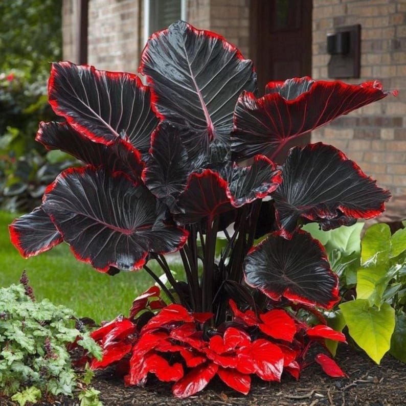 100pcs Elephant Ear seeds Oversized Foliage-Alocasia for Outdoor Sunny Patio-Heat Tolerant-Decor Natural Sunset Shades