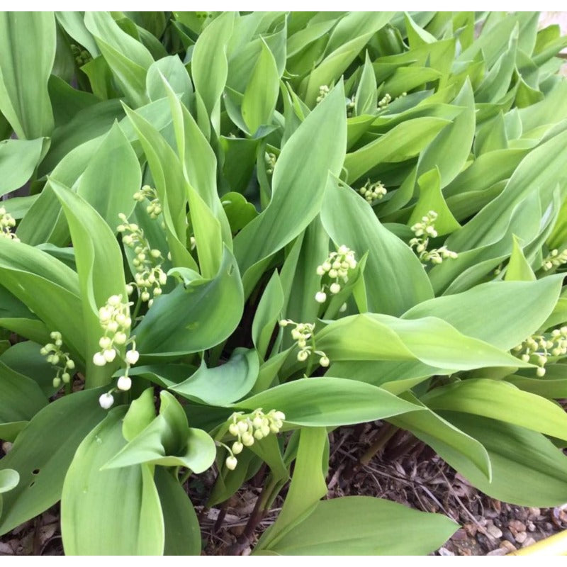 150pcs Pink Flowering Lily of the Valley seeds create calm serene natural atmosphere for private outdoor leisure zones