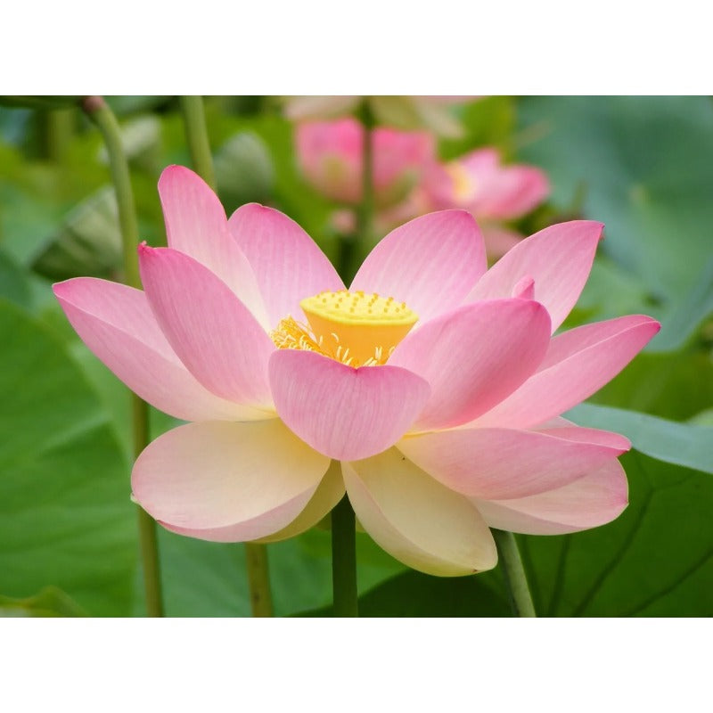 12pcs Natural Water Purifying Plants with Lotus Seeds for Healthy Ponds